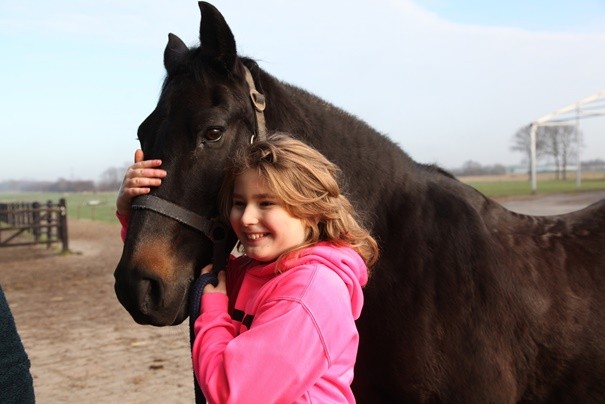 Paarden op Stal 't Sander