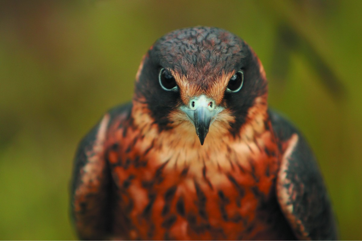 Ieder vogeltje eet zoals het gebekt is